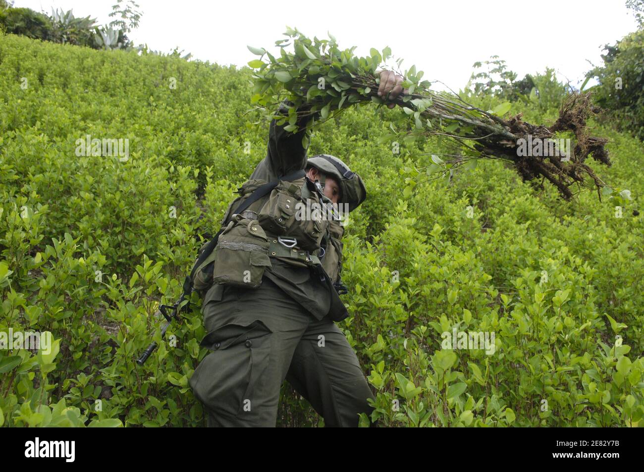 Un policier anti-narcotique détruit une plantation de coca à Tolima, en Colombie, le 14 juin 2007. Un plan colombien a été conçu entre 1998 et 1999 dans le but de revitaliser l'économie et la société, de mettre fin au conflit armé et de créer une stratégie anti-drogue. La fumigation aérienne semble endommager les cultures légales et a des effets néfastes sur la santé des personnes exposées aux herbicides. Photo de Jules Motte/ABACAPRESS.COM Banque D'Images