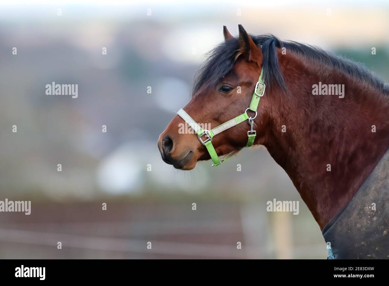 Portrait d'un cheval de châtaignier, hiver Banque D'Images