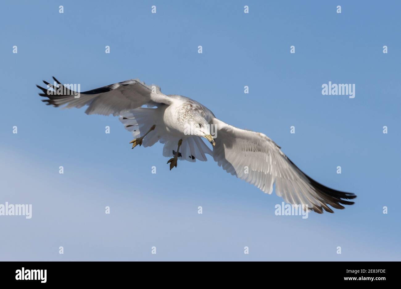 Mouette à bec le 2 janvier 2021 Pierre, Dakota du Sud Banque D'Images