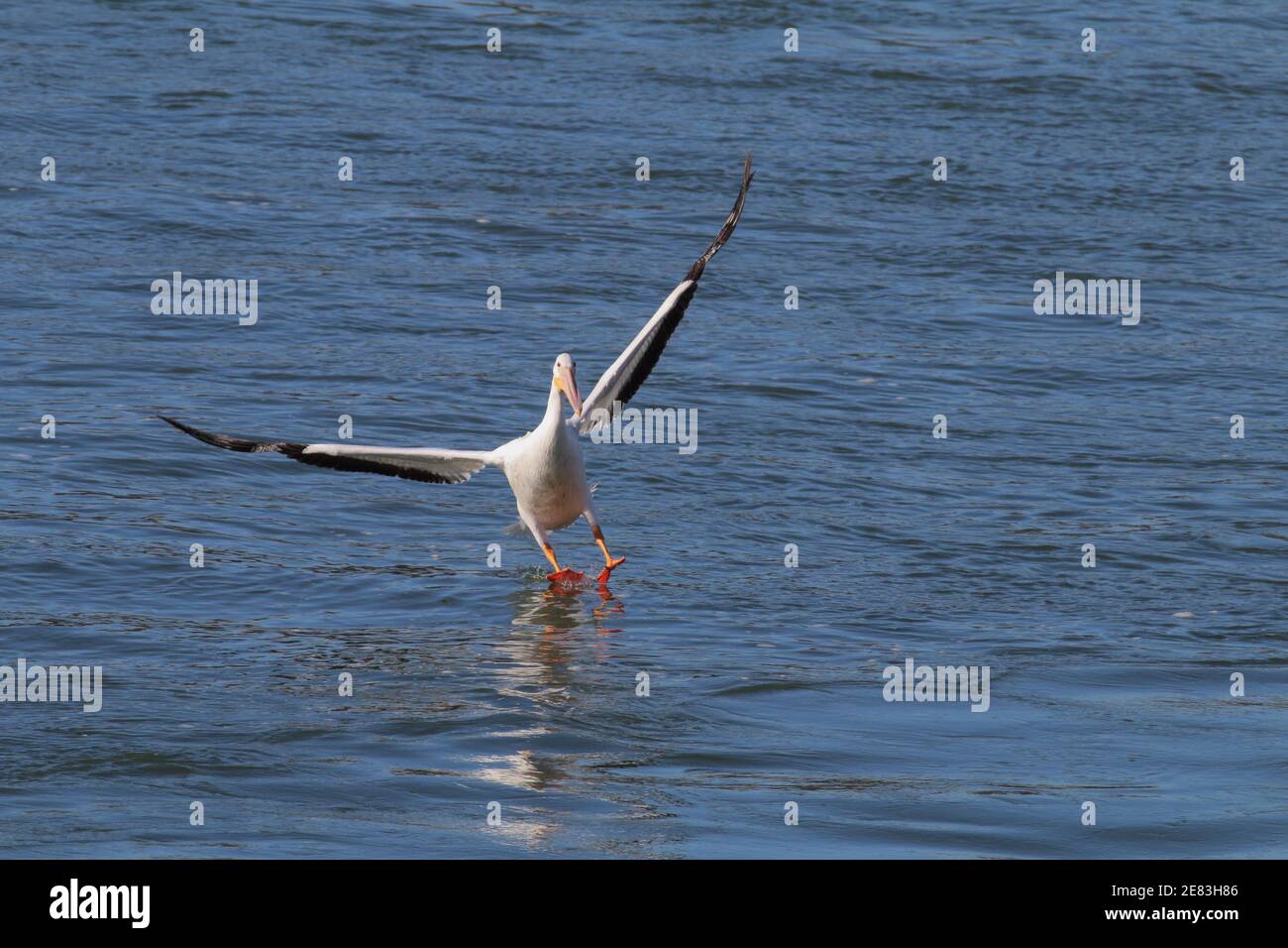 American White Pelican 18 novembre 2018 sous le barrage Oahe, Pierre, Dakota du Sud Banque D'Images