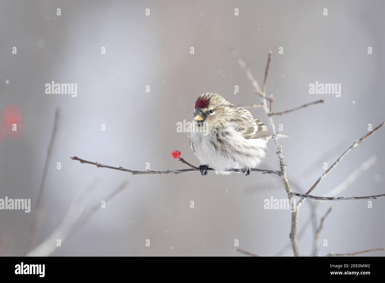 Un sondage d'opinion commun (Carduelis flammea) un jour d'hiver perché sur une branche avec des baies Banque D'Images