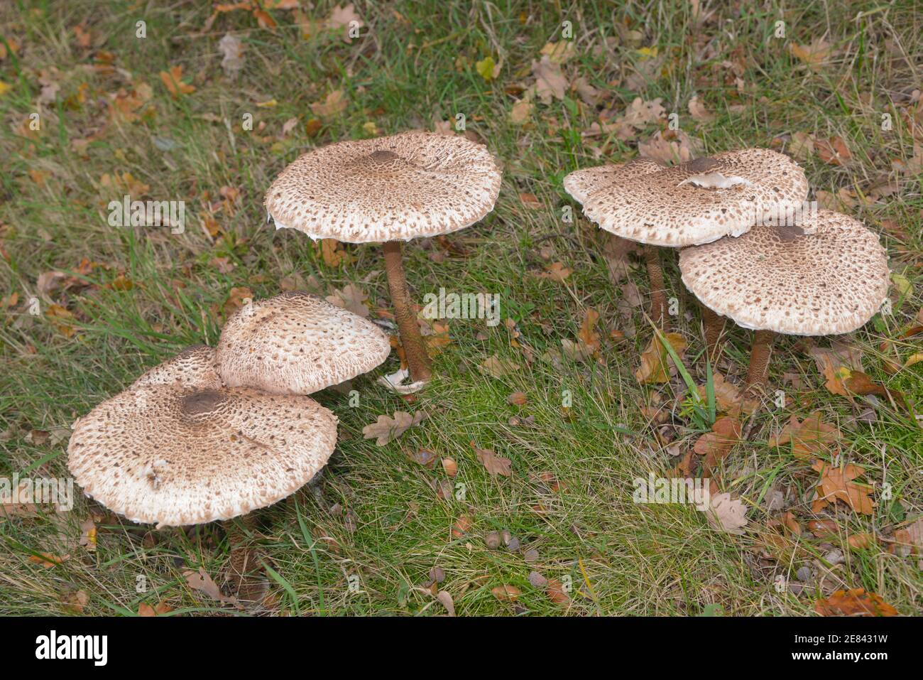 champignon basidiomycète ou champignon parasol Banque D'Images