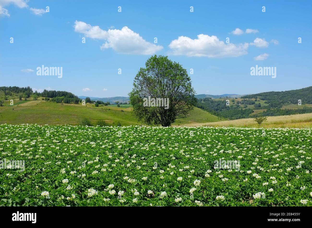 Arbre seul dans un champ fleuri d'aubergines, Serbie Banque D'Images