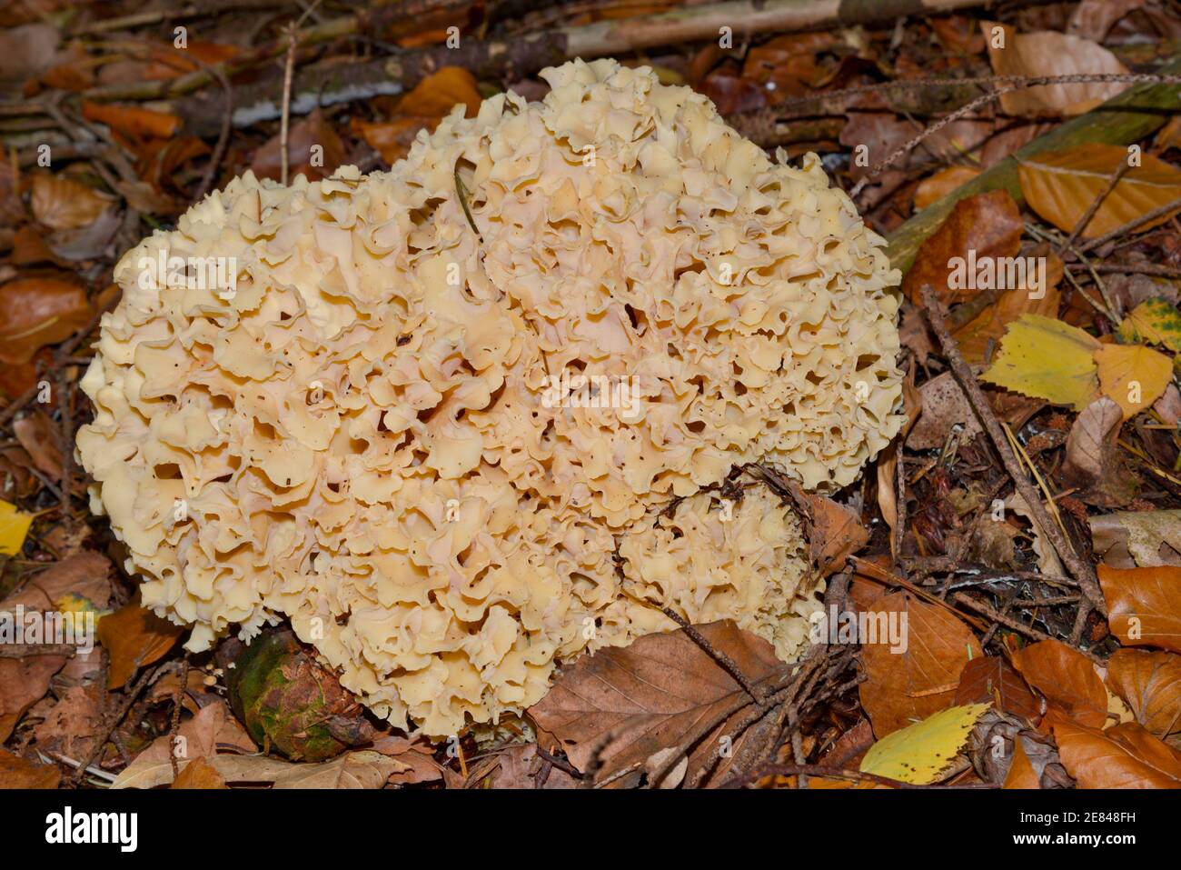 Champignon de corail dans la forêt en Hollande Banque D'Images