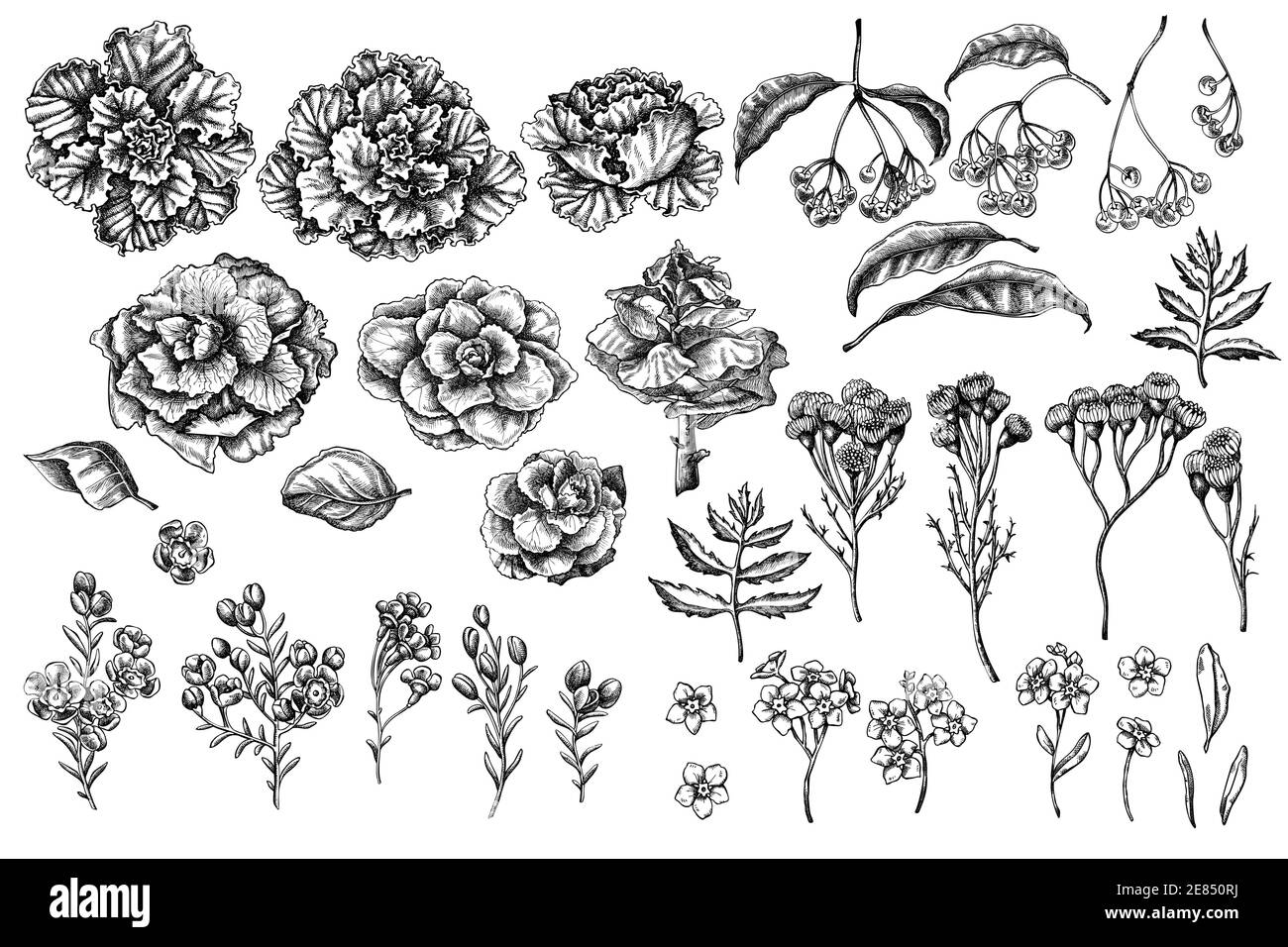 Ensemble vectoriel de fleur de cire noire et blanche dessinée à la main, oubliez-moi pas fleur, tansy, ardisia, brassica, chou décoratif Illustration de Vecteur