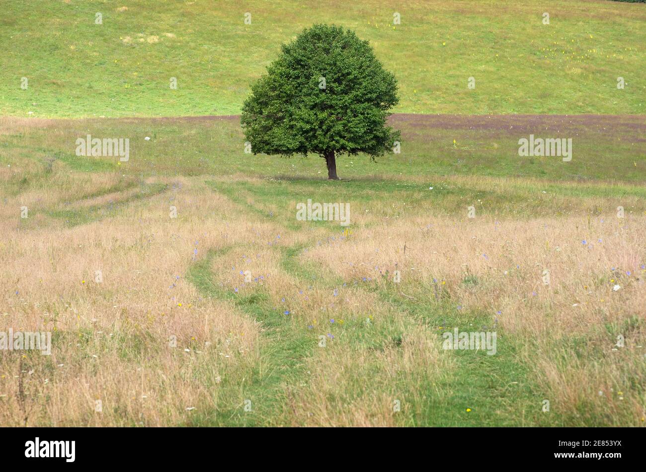 Arbre solitaire dans la campagne en été en Serbie Banque D'Images