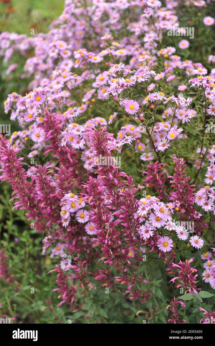 Agastache Acapulco Aster New york violet et rose (Aster novi-belgii) Floraison dans un jardin en août Banque D'Images