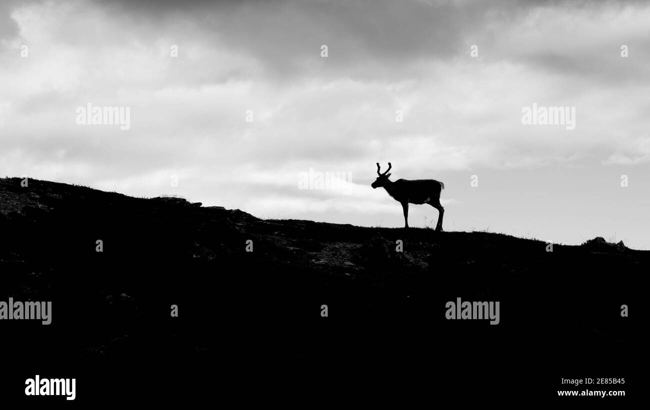 Renne sur la colline, Jamtland Banque D'Images