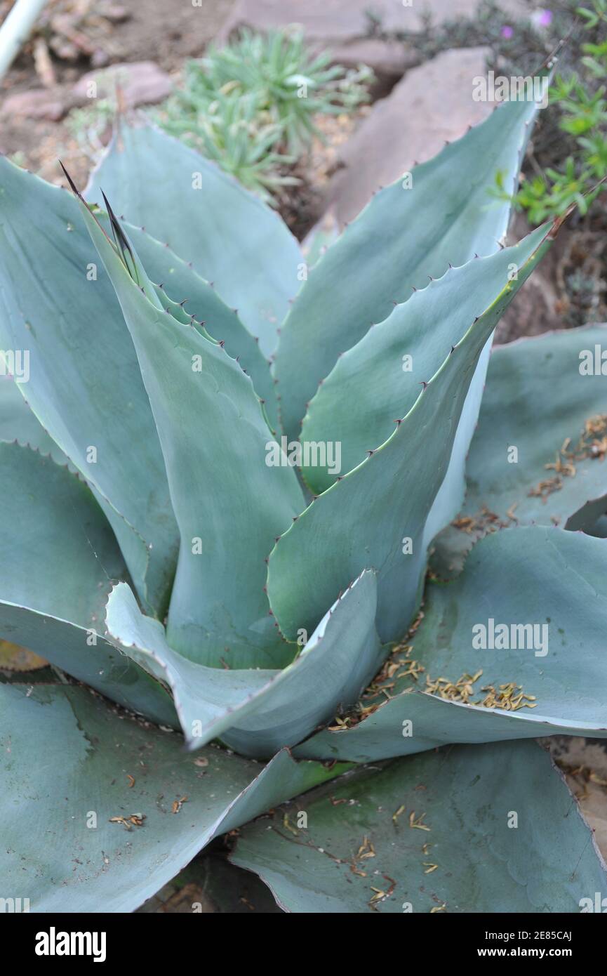 Agave de tête de chou (Agave parrasana) Pousse dans une serre dans un jardin en mai Banque D'Images