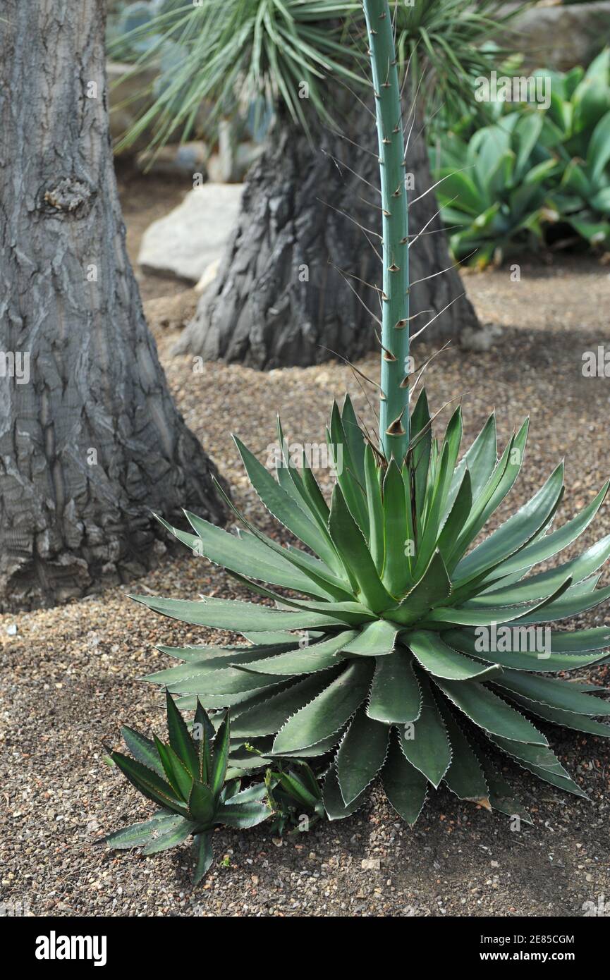 Agave au cragoût de l'épine (Agave univittata) Pousse dans une serre dans un jardin en mai Banque D'Images