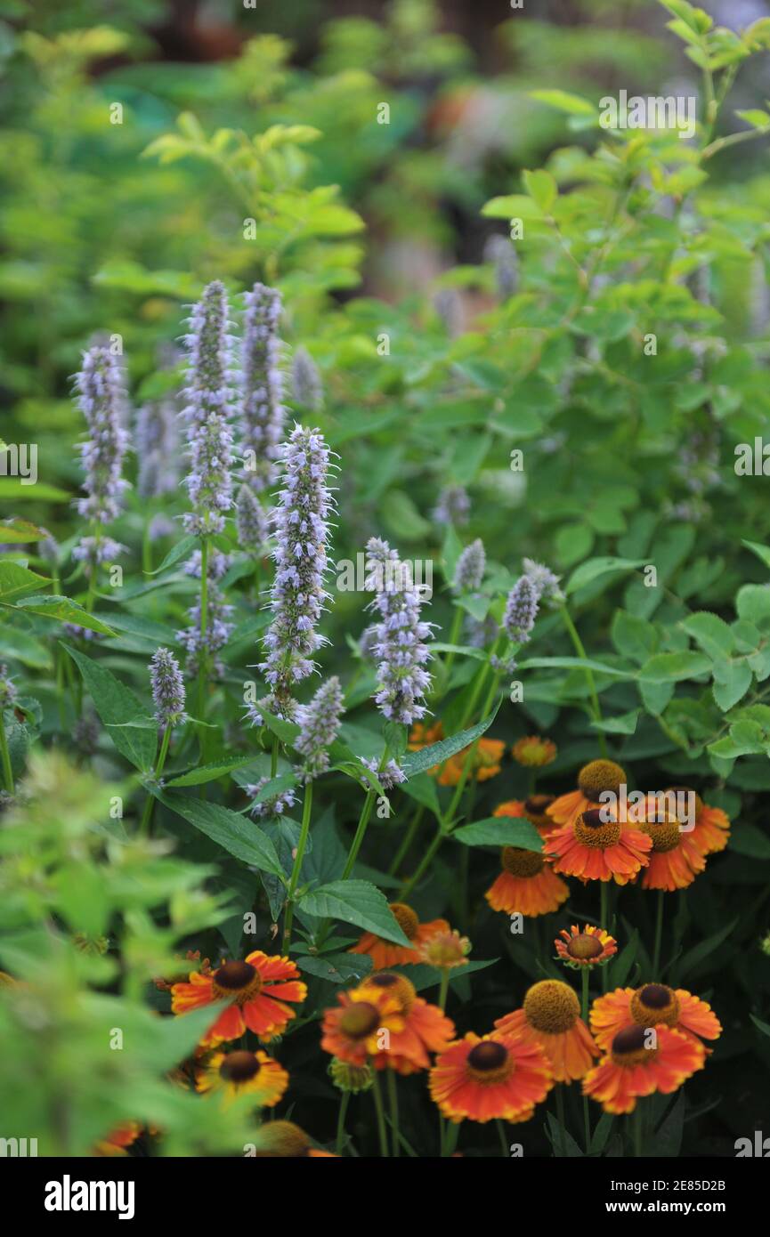 Hyssop géant violet-bleu (Agastache) Blue Fortune et Sneezeweed (Helenium) Mardi Fleur d'herbe dans un jardin en juillet Banque D'Images