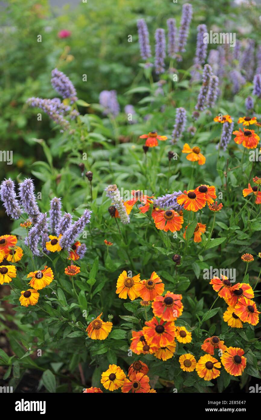 Hyssop géant violet-bleu (Agastache) Blue Fortune et Sneezeweed (Helenium) Mardi Fleur d'herbe dans un jardin en août Banque D'Images