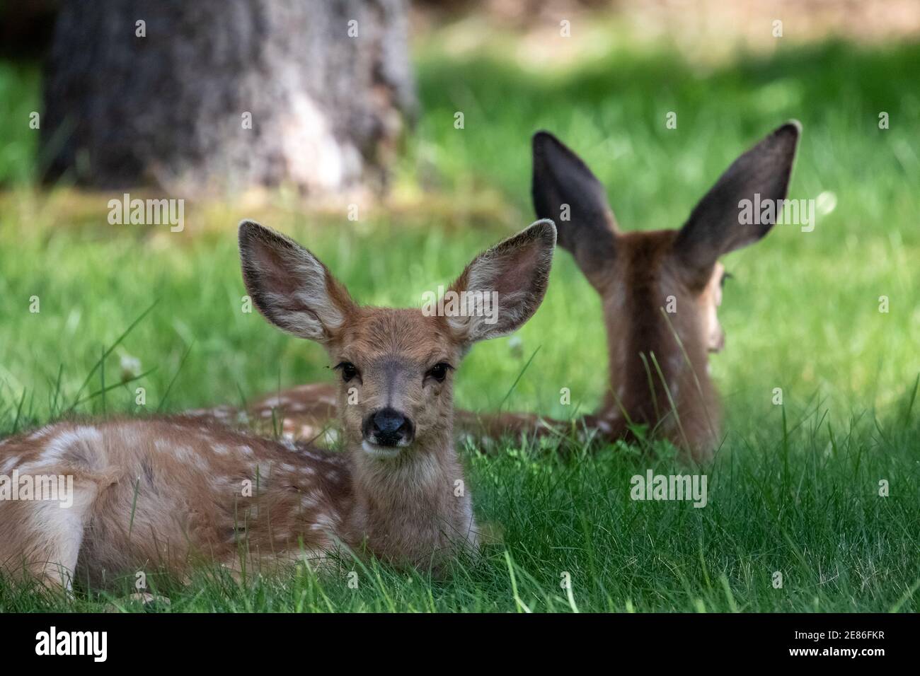 Deer à Bozeman MT Banque D'Images