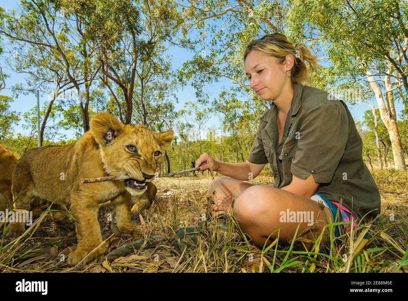 Vue rapprochée d'un lion en piquant sur bâton détenu par une femme de zoos dans un African Animal conservancy de Cairns, Queensland, Australie. Banque D'Images