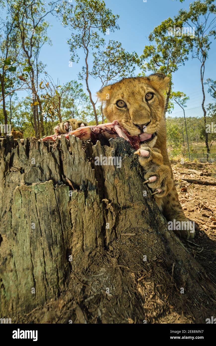 Vue rapprochée d'un seul cub qui nourrit le lion avec des griffes et des escarres, tandis qu'il se nourrit d'une souche d'arbre dans un parc à lions de Cairns, Queensland. Banque D'Images