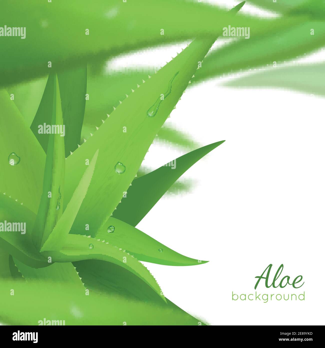 Vert frais aloe vera feuilles sur fond blanc avec texte illustration vectorielle réaliste Illustration de Vecteur