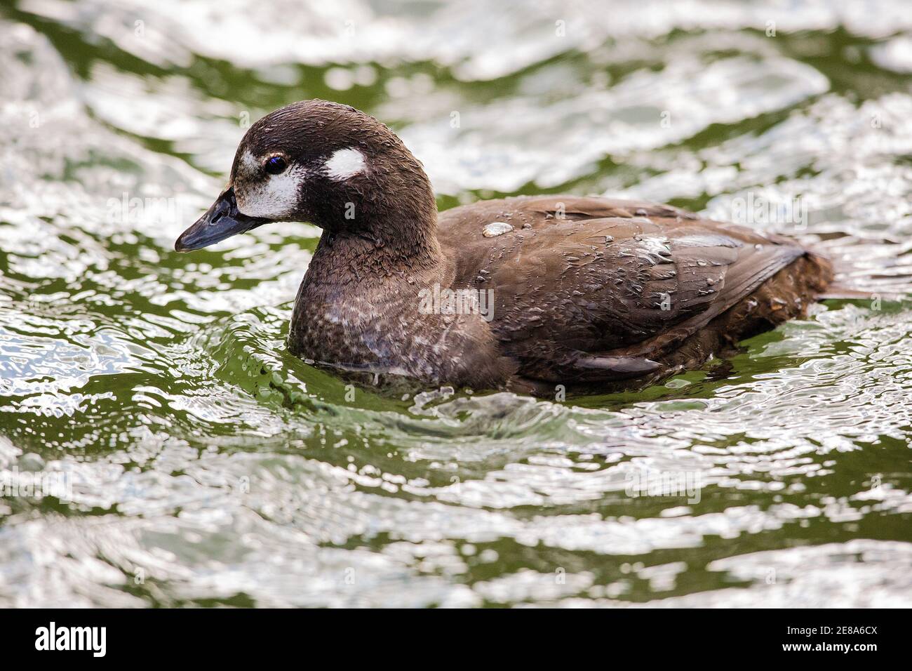 Canard arlequin (Histrionicus histrionicus) à Moose Creek, dans le parc national Denali, Alaska Banque D'Images