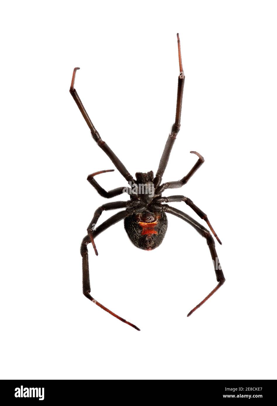 Araignée rouge arrière (wido noir) isolée sur le backgroung blanc Banque D'Images