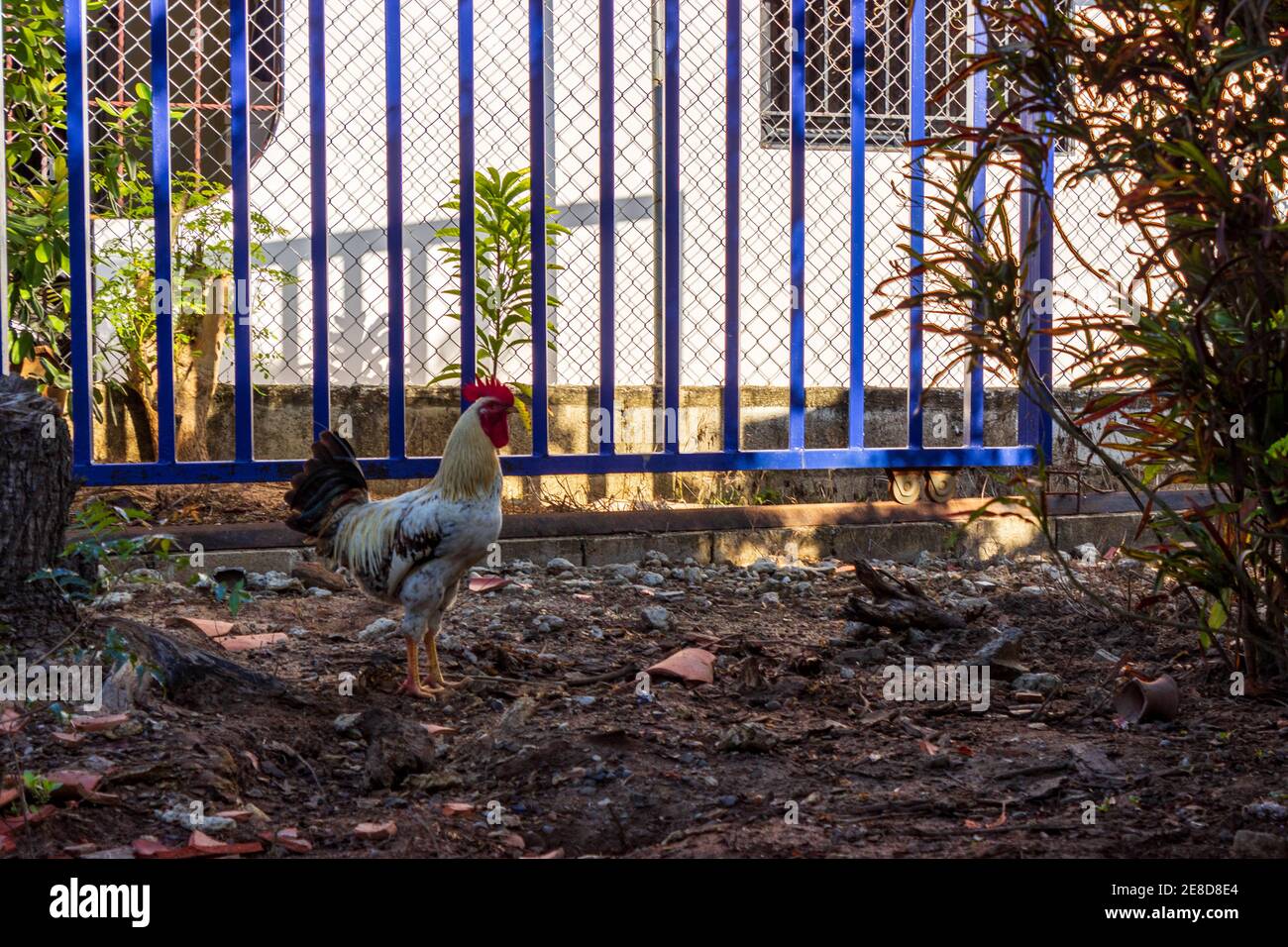 Un coq se trouve près d'une clôture bleue à El Higuerito, en République dominicaine. Banque D'Images