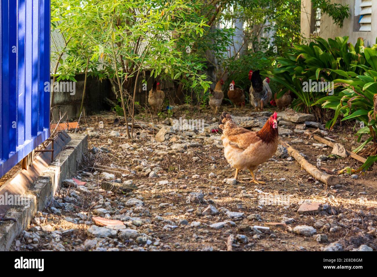 Une poule se sépare du troupeau à El Higuerito, en République dominicaine. Banque D'Images