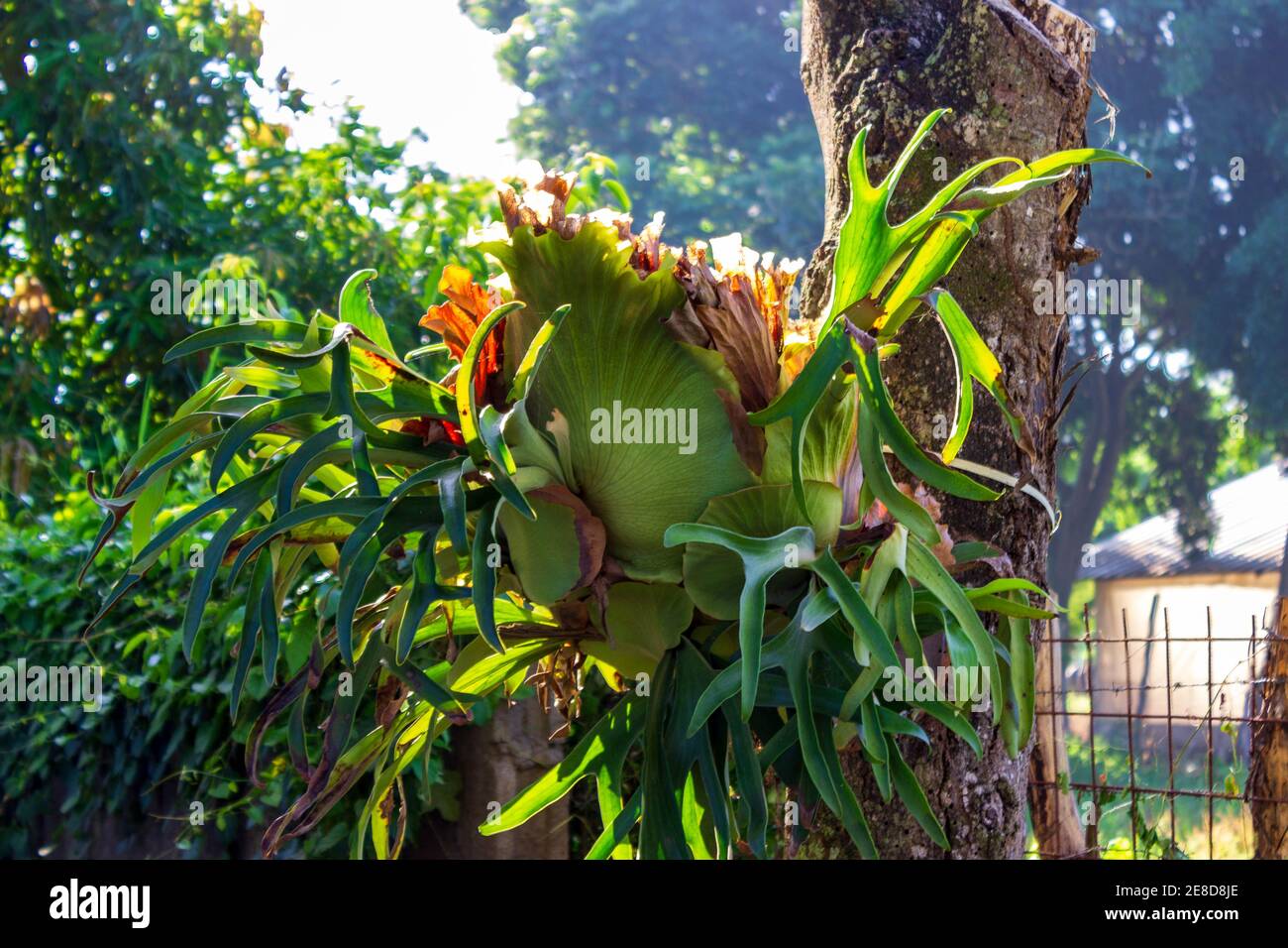 La fougères staghorn, Platycerium bifurcatum, pousse sur un arbre à El Higuerito, en République dominicaine. Banque D'Images
