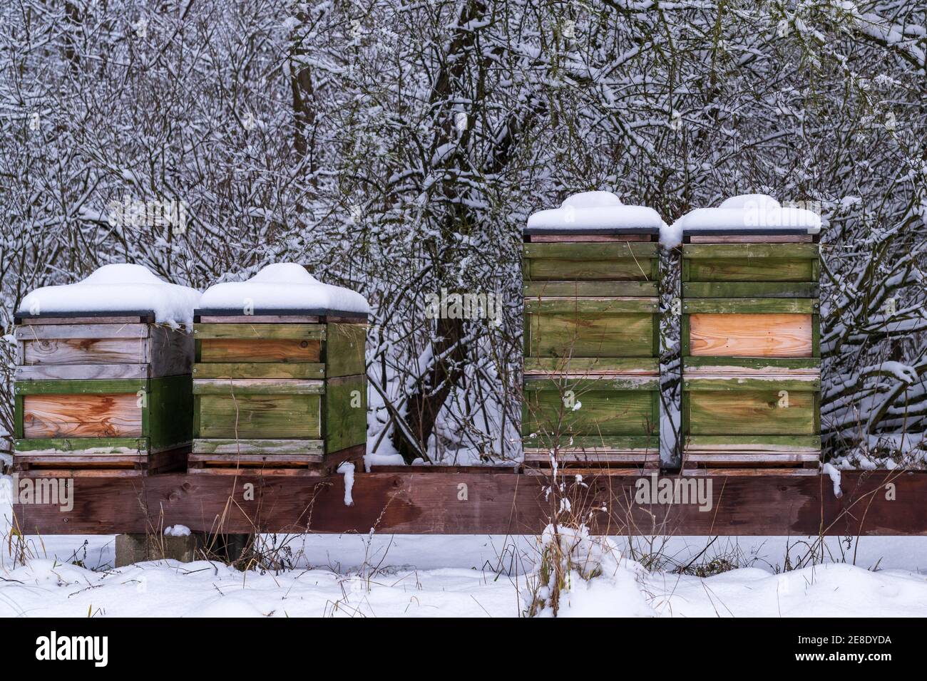 Plusieurs ruches ont neigé en hiver Banque D'Images