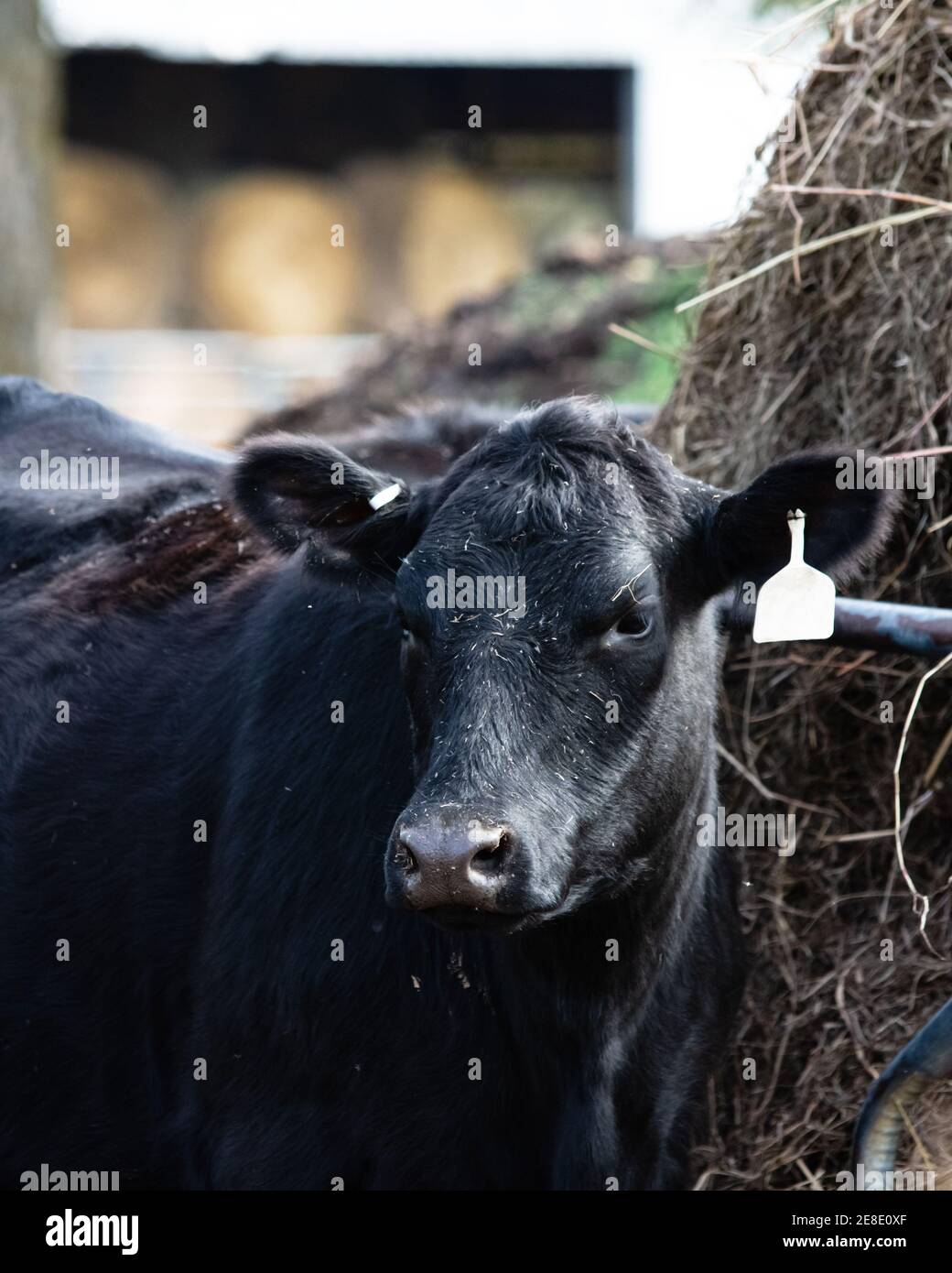 Portrait d'une vache Angus debout à côté d'un dispositif d'alimentation de foin à balles rondes. Banque D'Images