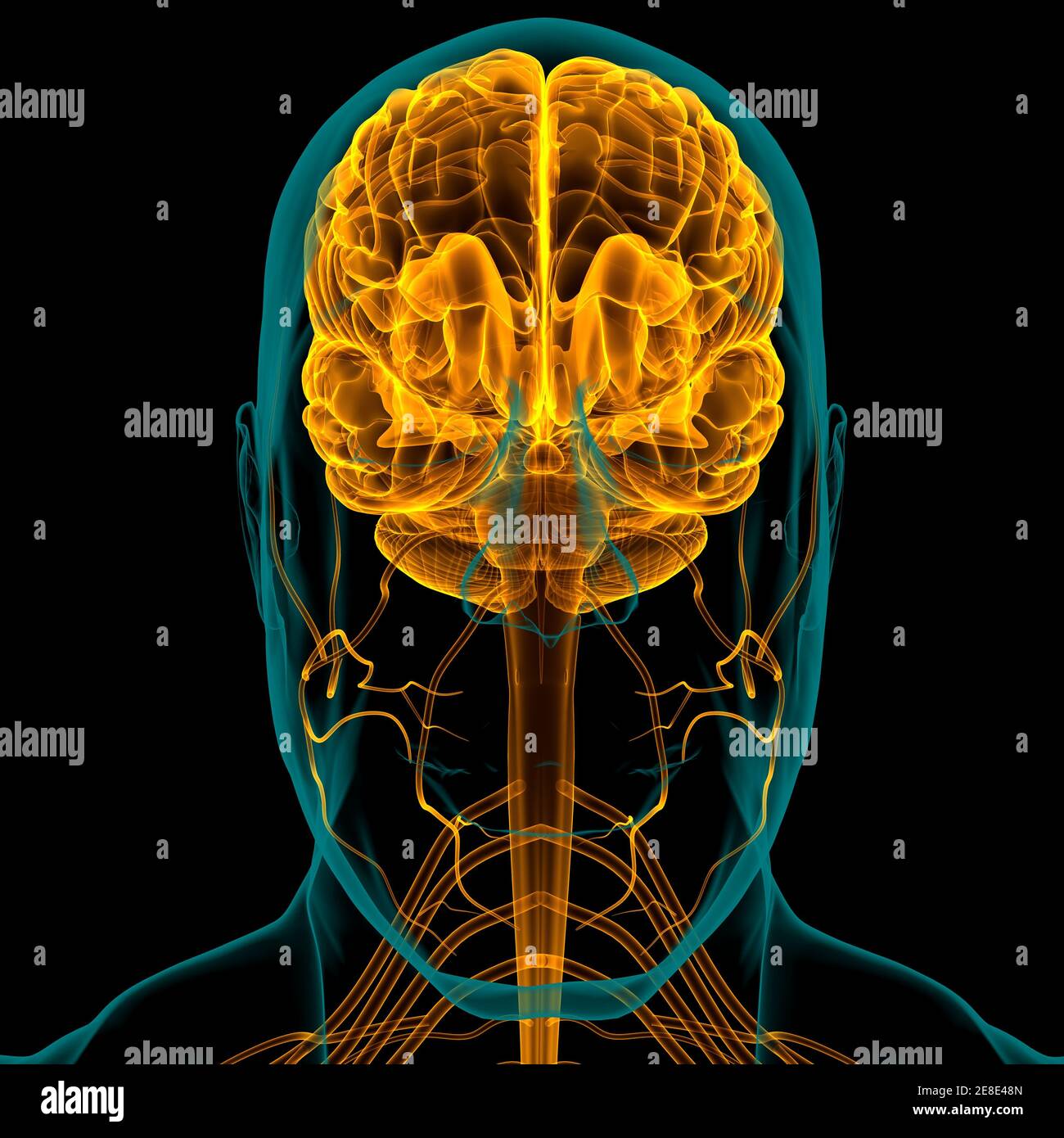 Human Brain Anatomy for Medical concept Illustration 3D Banque D'Images