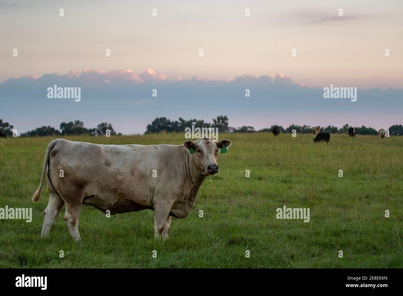 Vache de boeuf blanc croisé debout dans un pâturage vert avec d'autres vaches en arrière-plan pendant l'heure bleue de crépuscule. Banque D'Images