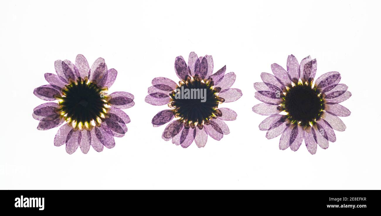 Têtes de fleurs séchées pressées sur fond blanc Banque D'Images