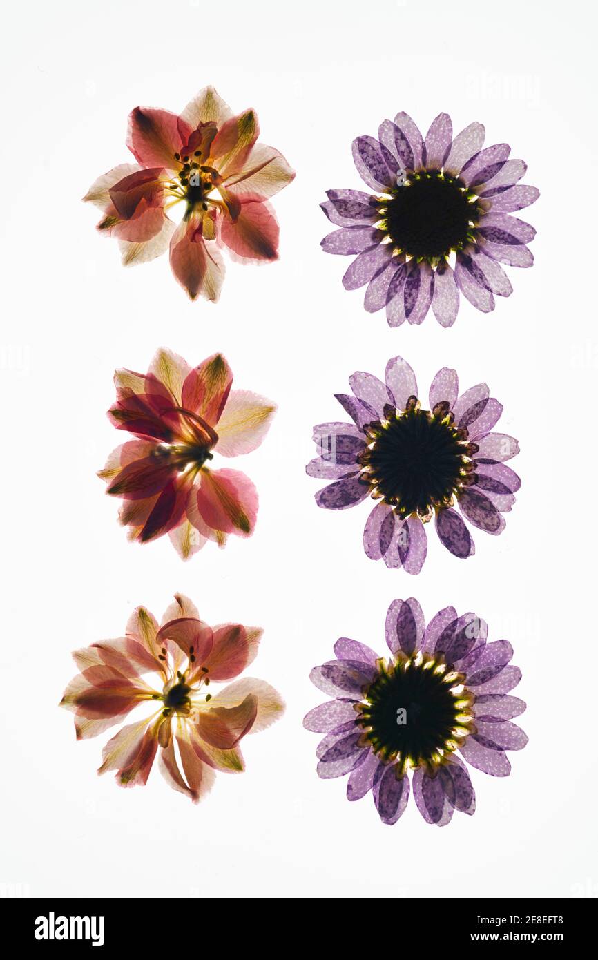 Têtes de fleurs séchées pressées sur fond blanc Banque D'Images