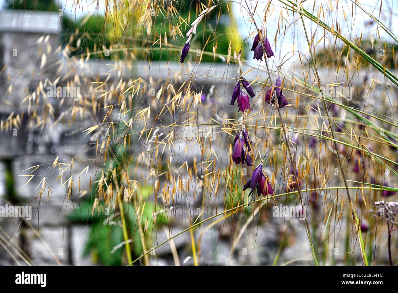 Dierama pulcherrimum Merlin,fleurs violettes,fleurs,vivaces,arching,dangling,pendaison,en forme de cloche,cannes à pêche anges,stipa gigantea,flegra géante Banque D'Images