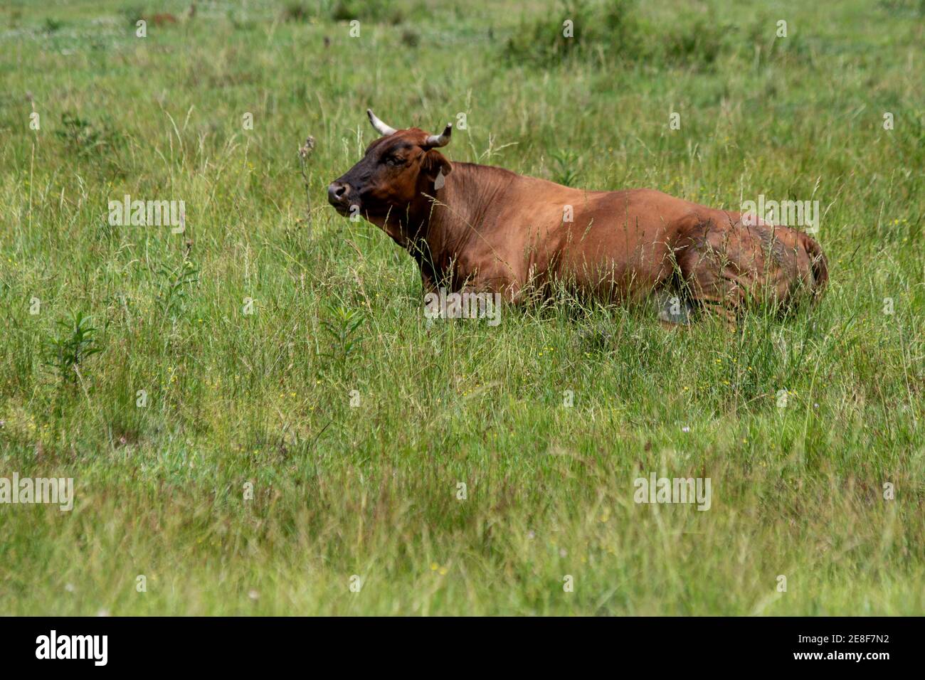 Un sang croisé (Bos indicus) la vache de boeuf se trouve dans un pâturage mâchant sa cud avec espace pour la copie à gauche et en dessous Banque D'Images