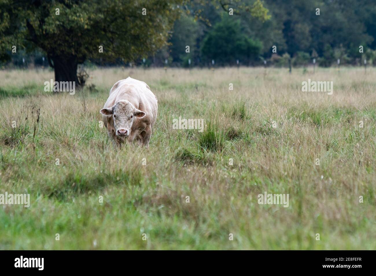 Taureau Lone Charolais debout dans un grand pâturage du début de l'automne avec une zone vierge pour la copie à droite. Banque D'Images