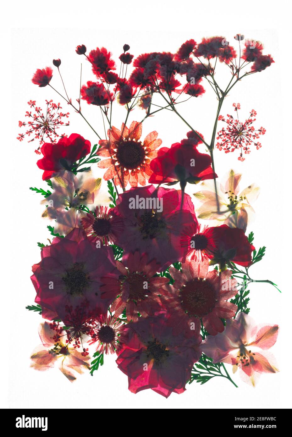 Têtes de fleurs séchées pressées sur fond blanc Banque D'Images