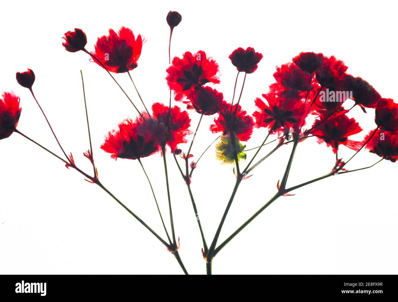 Têtes de fleurs séchées pressées sur fond blanc Banque D'Images