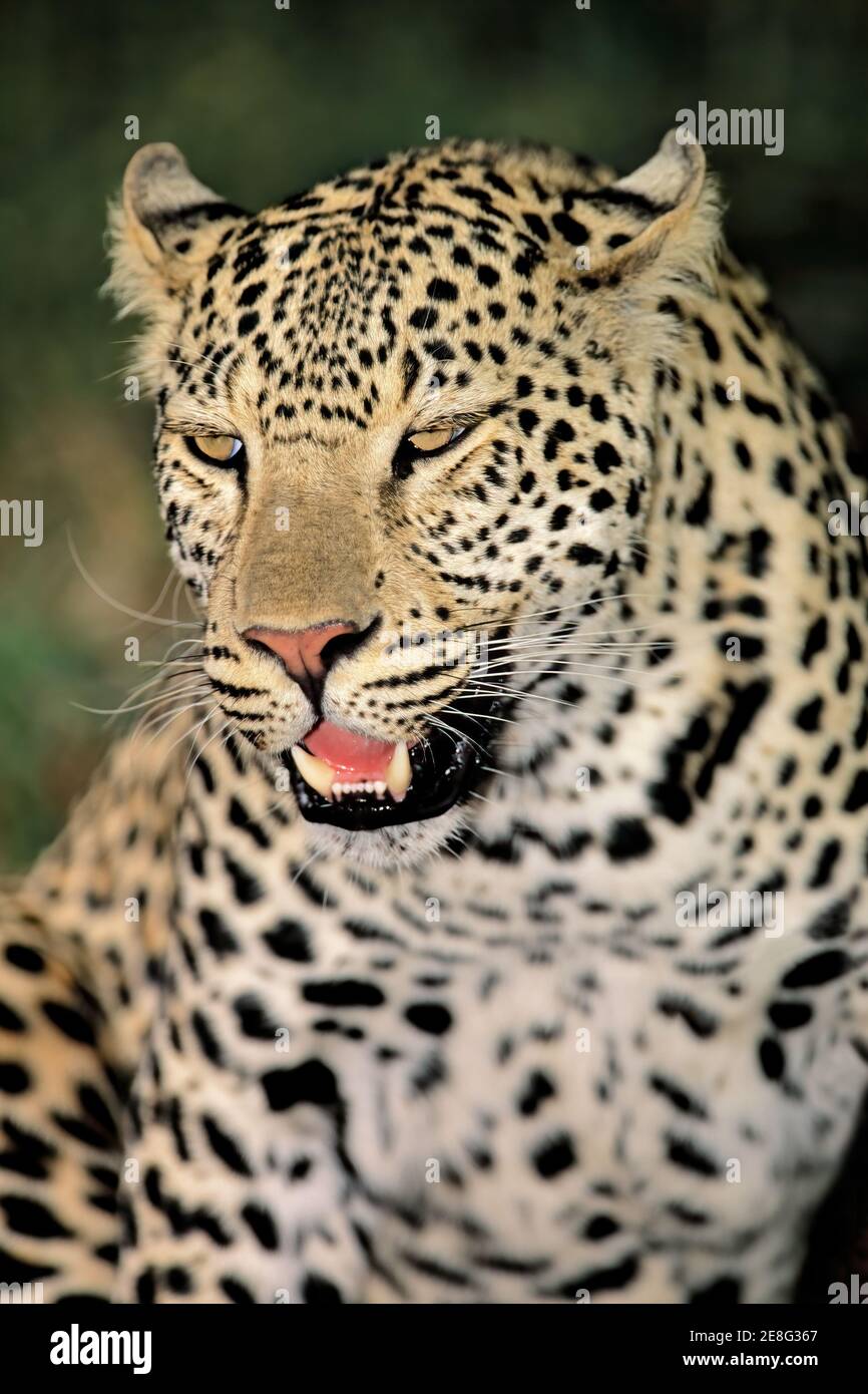 Portrait d'un léopard (Panthera pardus) dans un habitat naturel, Afrique du Sud Banque D'Images