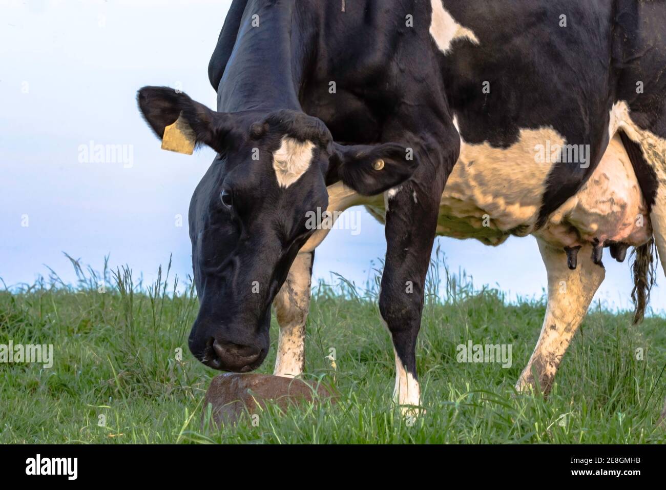Vache laitière Holstein noire et blanche avec un supplément minéral bloc Banque D'Images