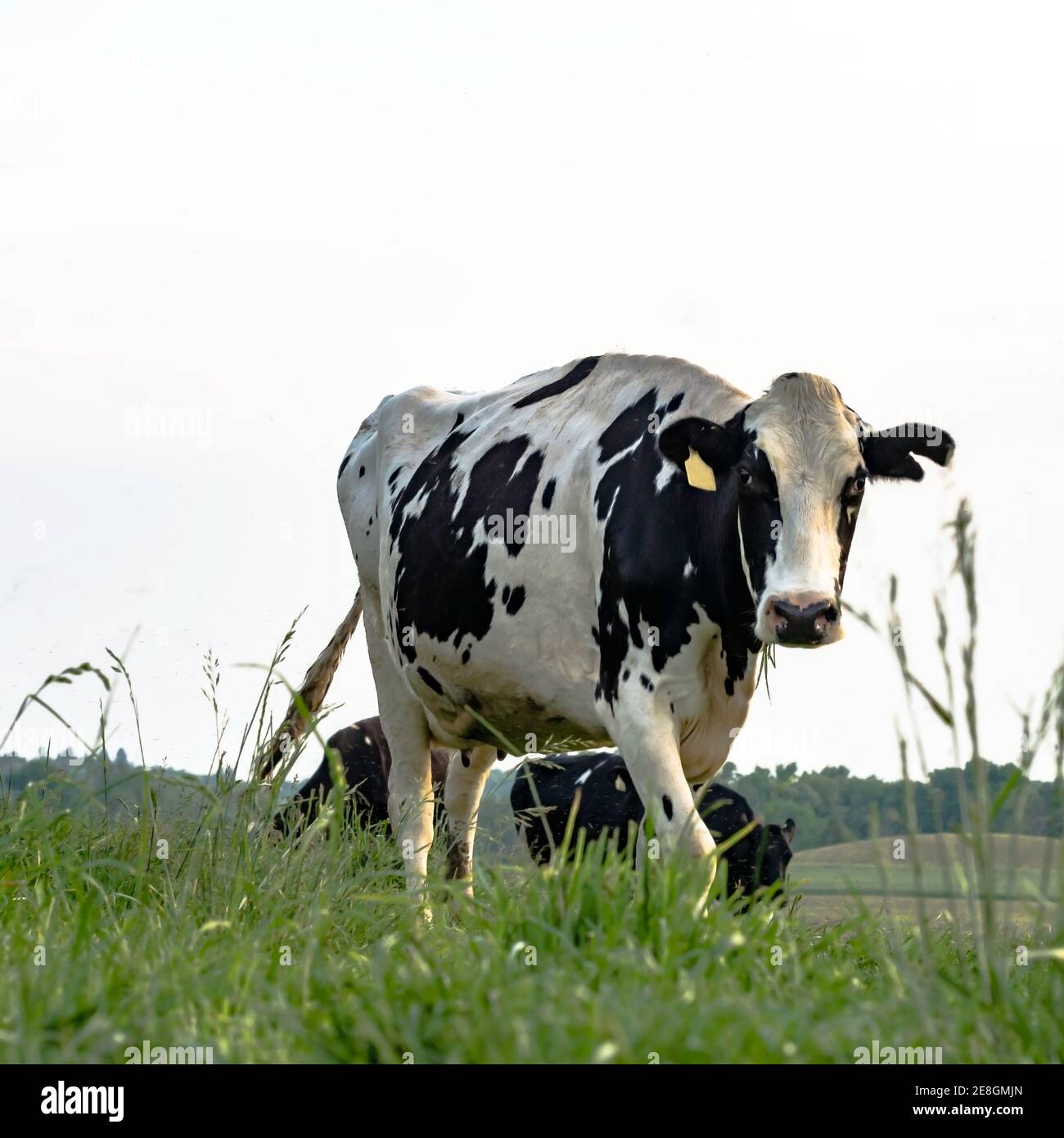 Holstein noir et blanc marchant vers la caméra dans un pâturage au format carré Banque D'Images