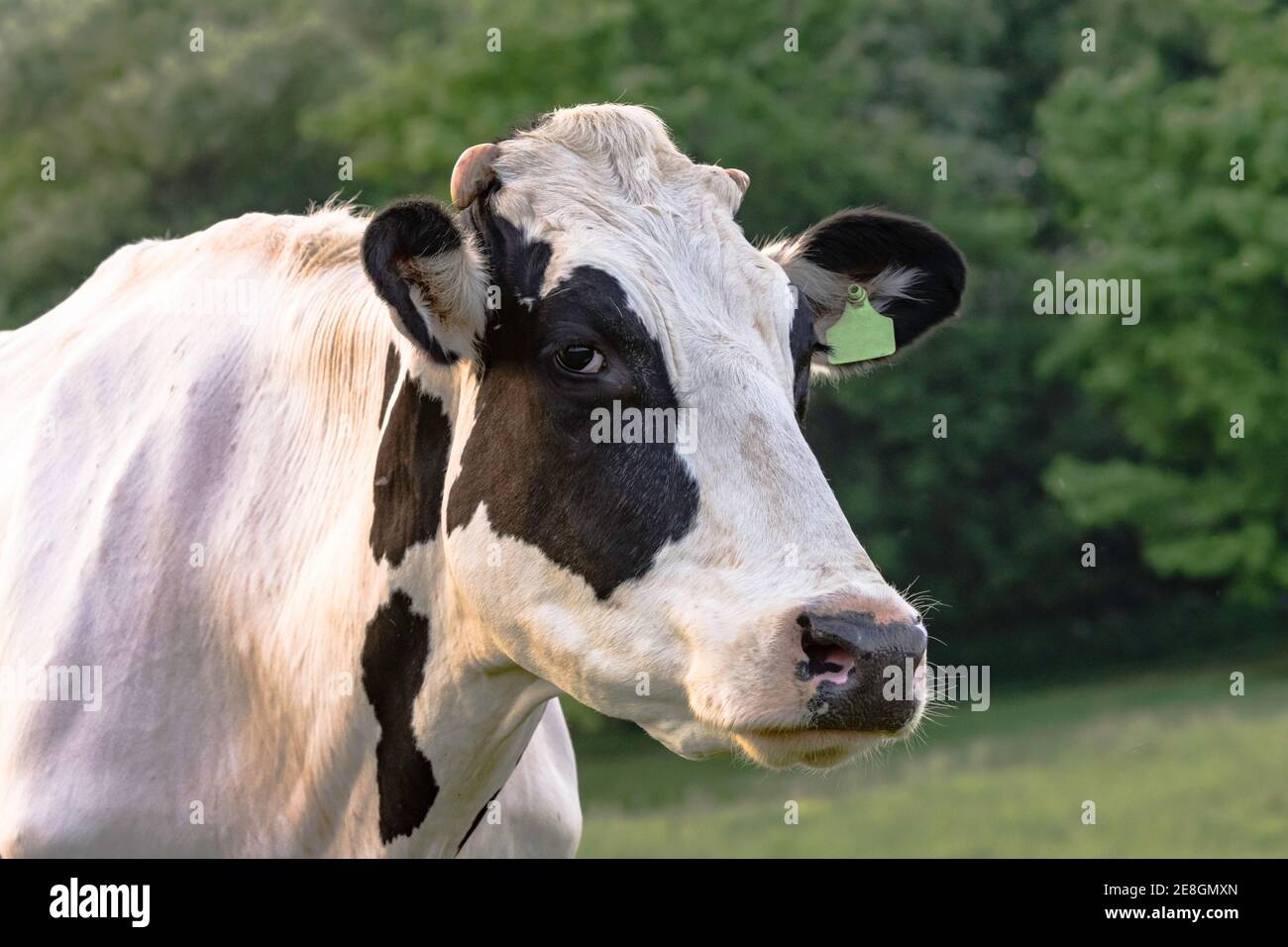 Noir et blanc de la tête et du cou de la vache Holstein avec un fond vert Banque D'Images