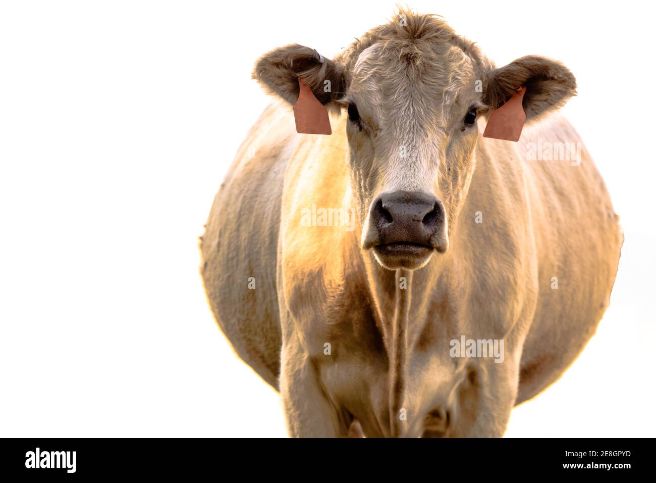 Tête sur la vue d'une vache blanche de boeuf commerciale enceinte - isoler Banque D'Images