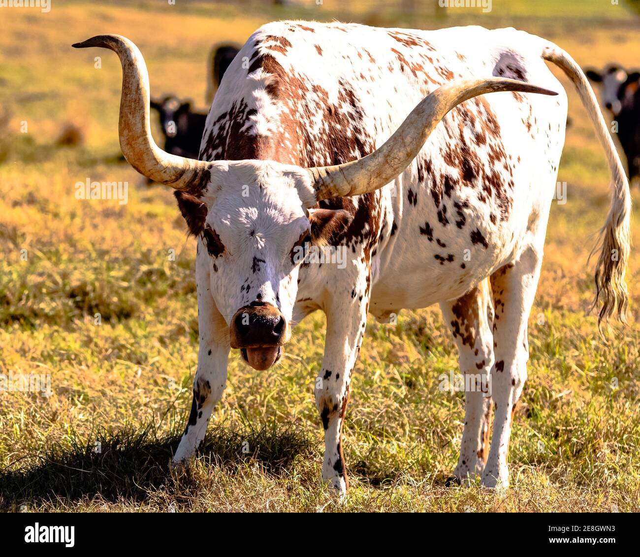Texas Longhorn vache avec la tête vers le bas et la langue vers l'extérieur Banque D'Images