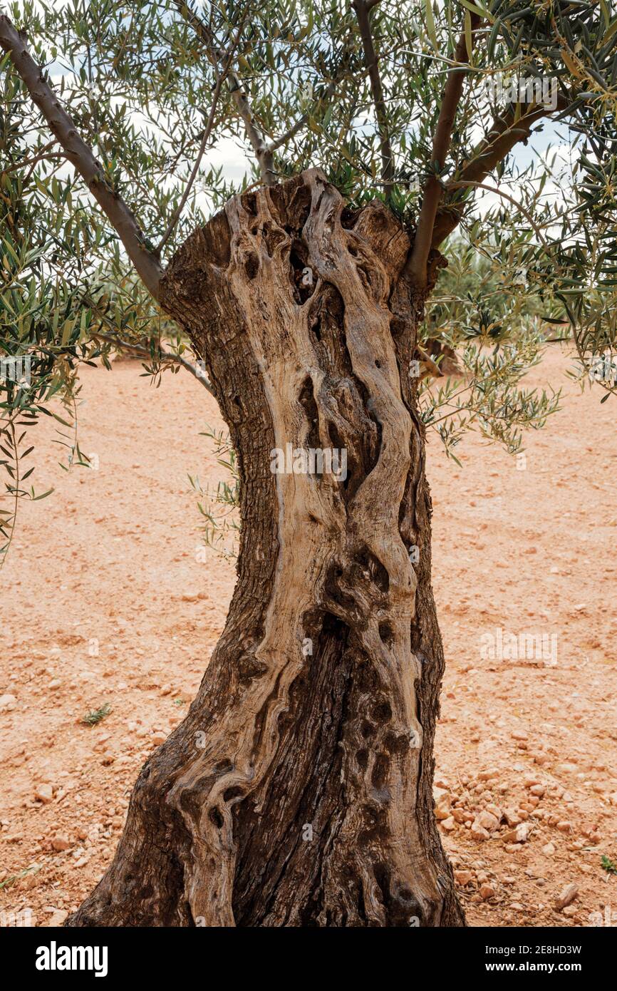 Tronc d'olivier avec quelques branches. Photo verticale Banque D'Images