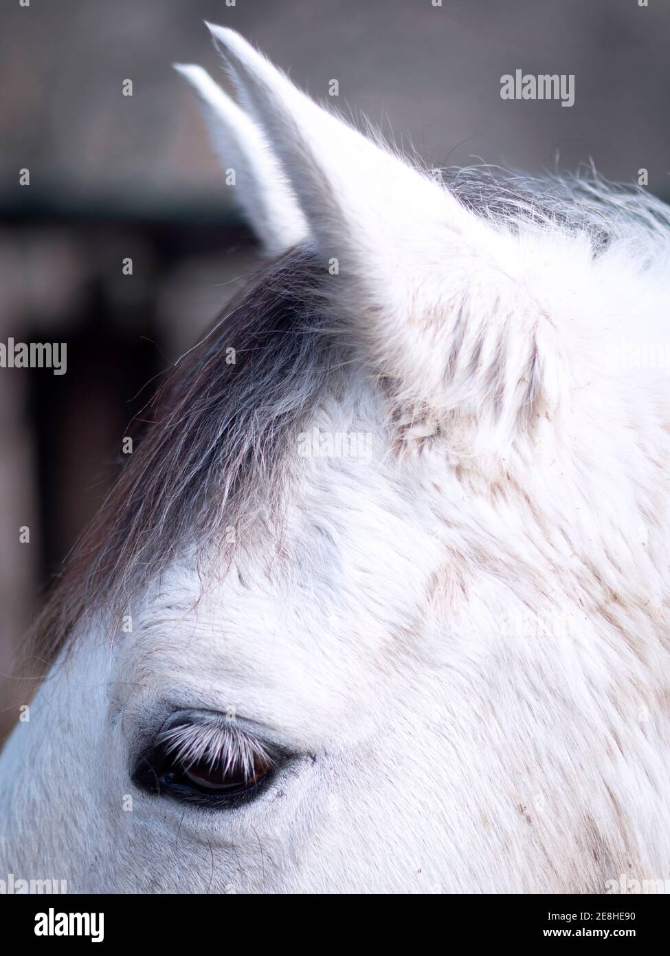 Gros plan vertical de l'œil d'un cheval gris andalou. Banque D'Images