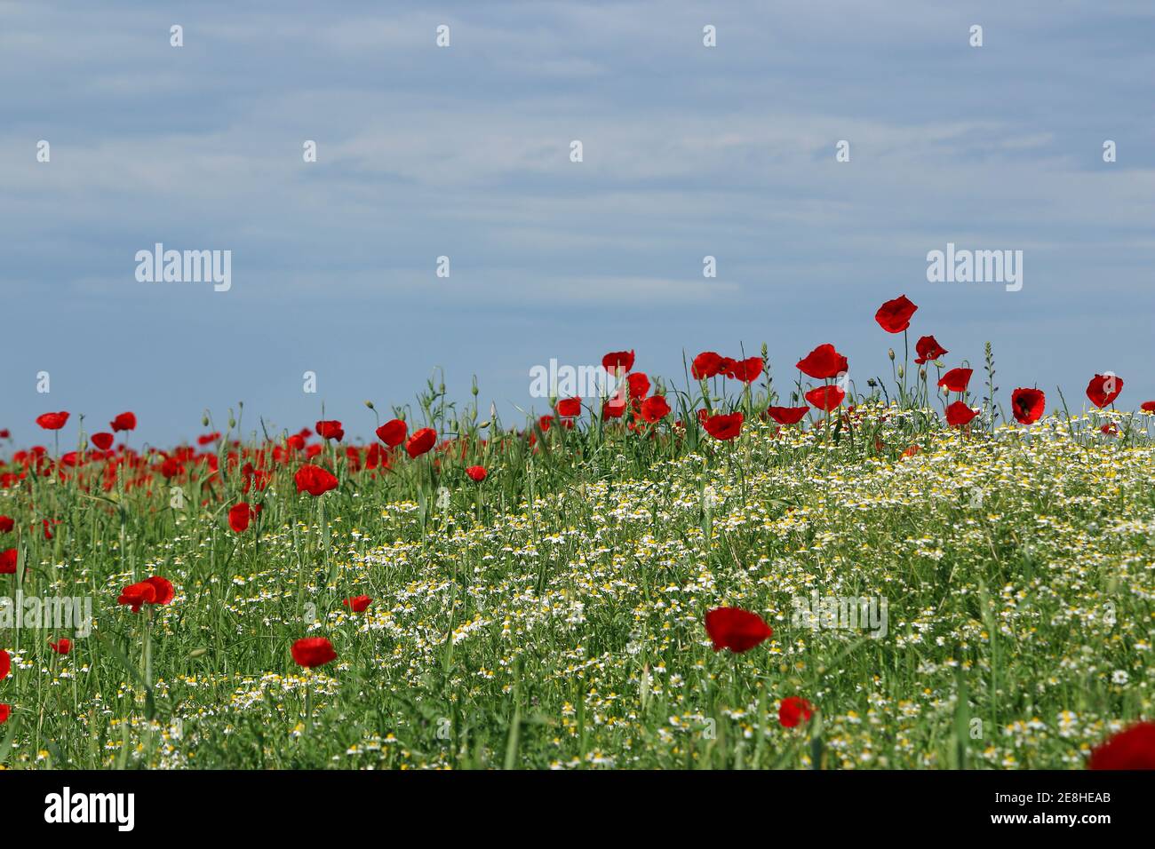 les coquelicots et le paysage de prairie de fleurs de camomille au printemps Banque D'Images