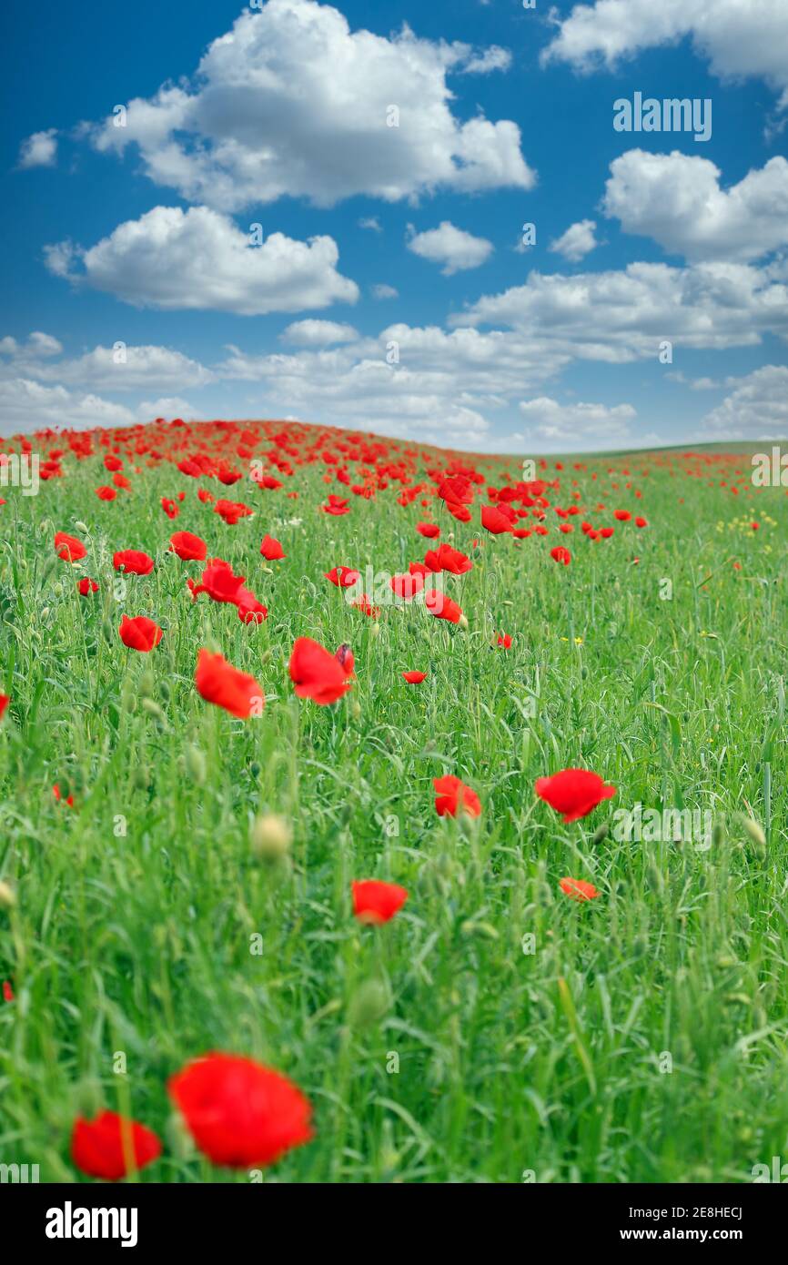 Pré des fleurs coquelicots saison printemps paysage Banque D'Images