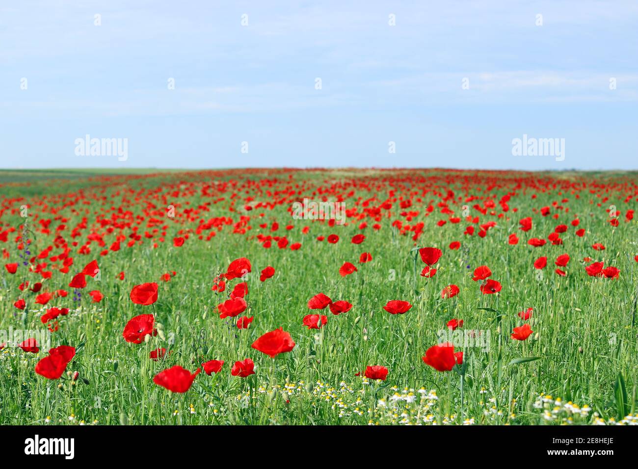 les coquelicots rouges fleurissent paysage de prairie au printemps Banque D'Images