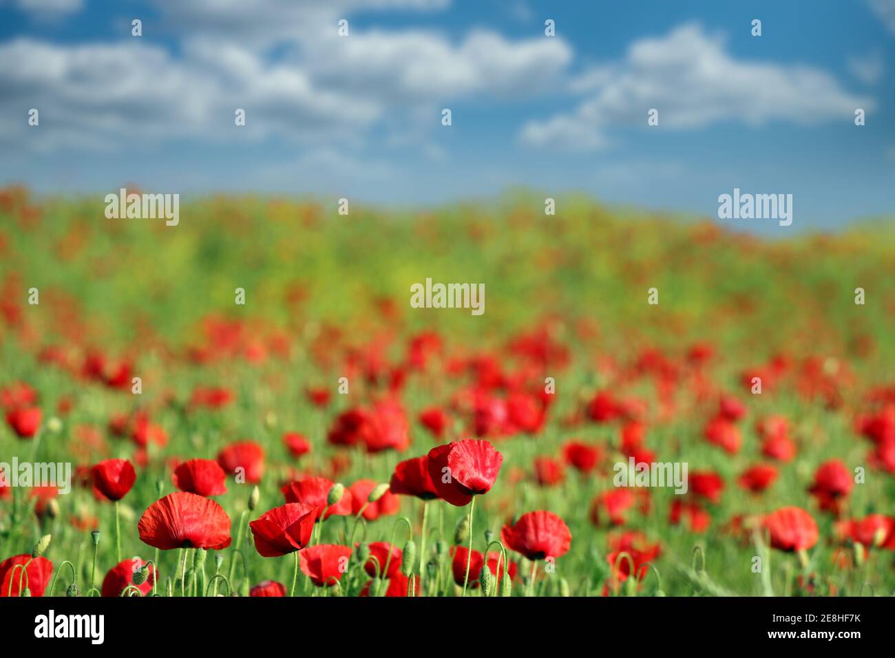 les coquelicots fleurissent paysage de prairie au printemps Banque D'Images