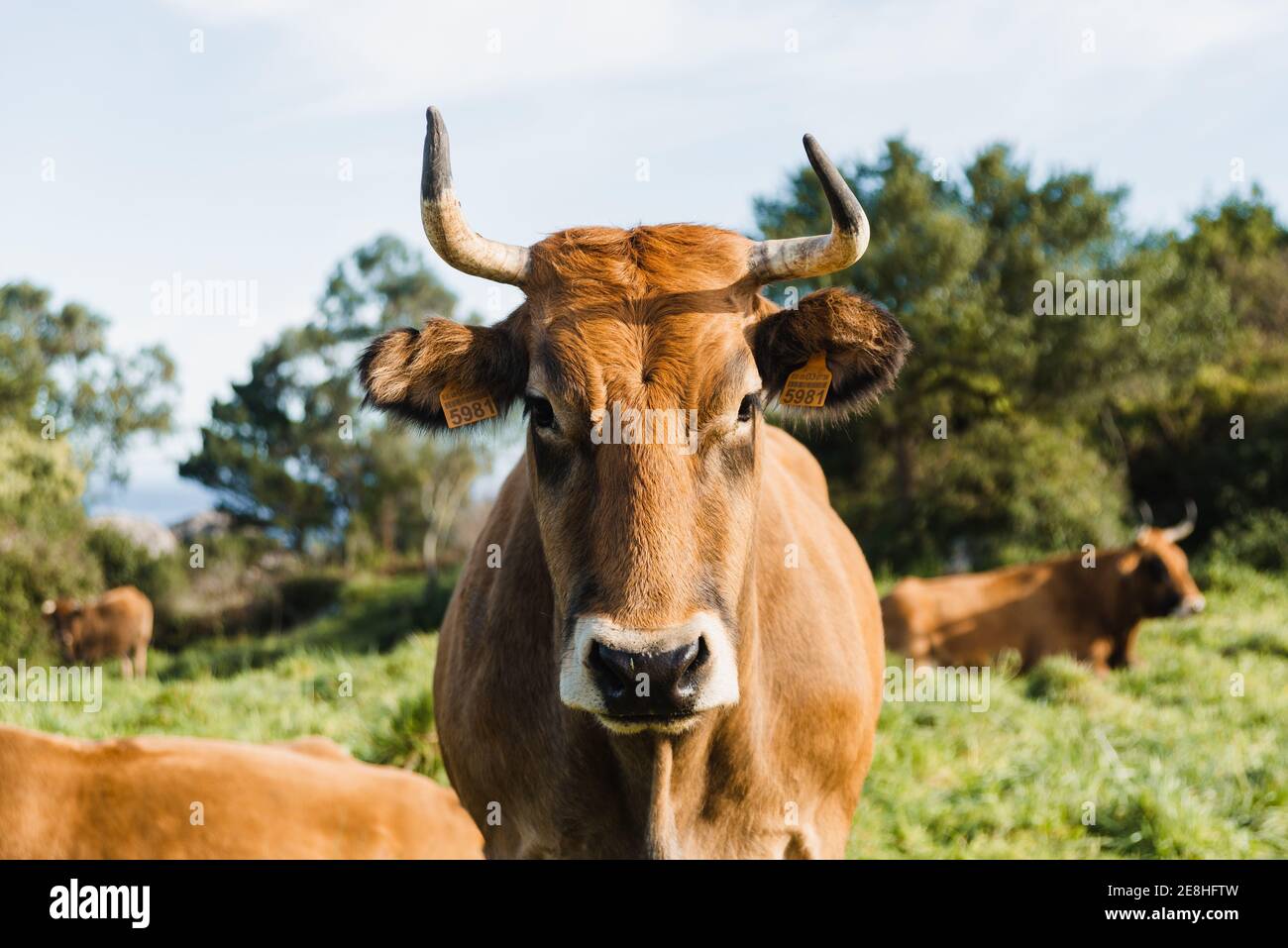 Curieuse vache brune avec de longues cornes debout sur herbacée abondante pâturage et regarder la caméra le jour ensoleillé Banque D'Images