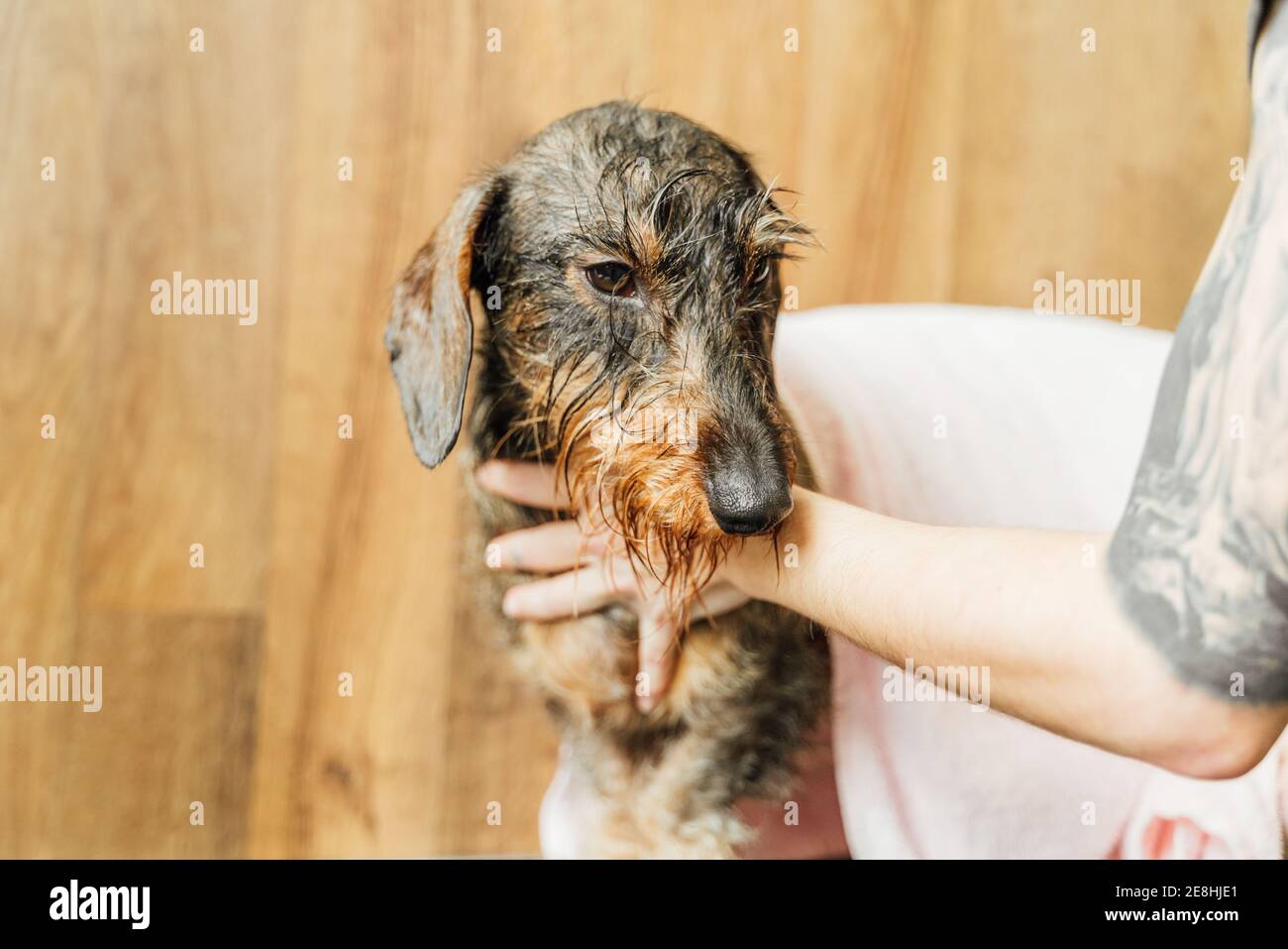 https://c8.alamy.com/compfr/2e8hje1/vue-laterale-d-un-chiot-dachshund-brun-mouille-qui-s-occupe-procedure-avec-tondeuse-sans-visage-en-clinique-veterinaire-2e8hje1.jpg